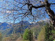 28 Ciliegio fiorito con Baciamorti, Cornetta, Corna Piana